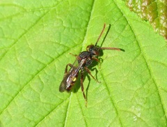 Nomada moeschleri