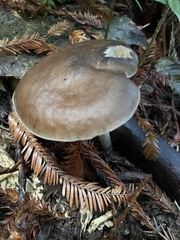 Pluteus exilis