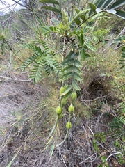 Sophora macrocarpa