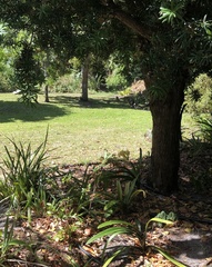 Herpestes pulverulentus