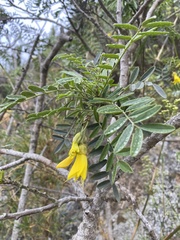 Sophora macrocarpa