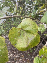 Vitis mustangensis