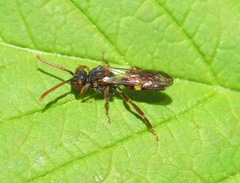 Nomada moeschleri