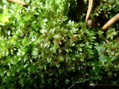 Ptychostomum moravicum