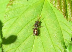 Nomada moeschleri