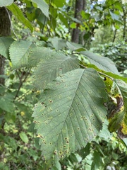 Ulmus