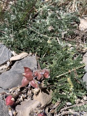Oxytropis oreophila