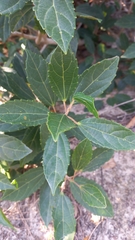 Alchornea triplinervia