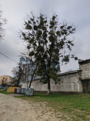 Viscum album