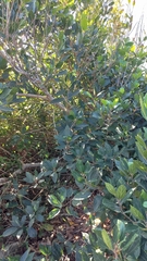 Alchornea triplinervia