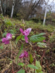 Impatiens glandulifera