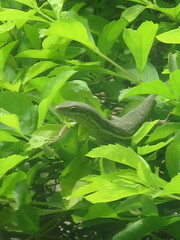 Trachylepis