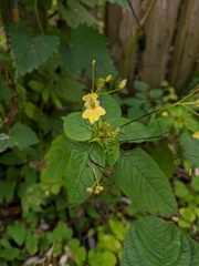 Impatiens parviflora