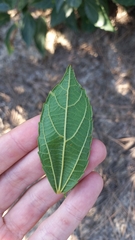 Alchornea triplinervia