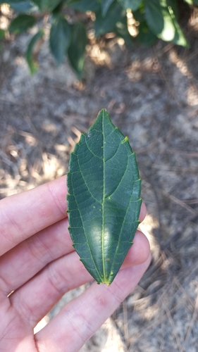 Image of Alchornea triplinervia by (c) JG, some rights reserved (CC BY)
