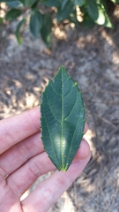 Alchornea triplinervia