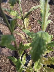 Verbena xutha