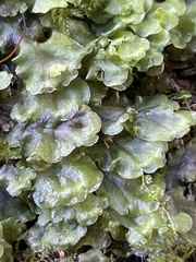 Pellia neesiana