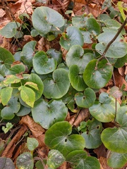Asarum europaeum