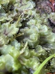 Pellia neesiana