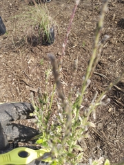 Verbena xutha