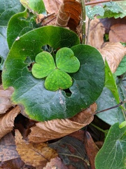 Oxalis acetosella