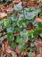 Asarum europaeum