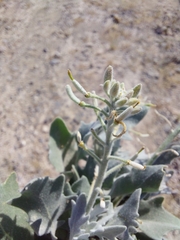 Nerisyrenia camporum