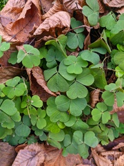Oxalis acetosella