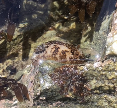 Onchidoris bilamellata
