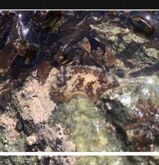 Onchidoris bilamellata