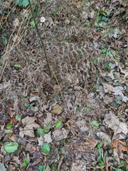 Pteridium pinetorum
