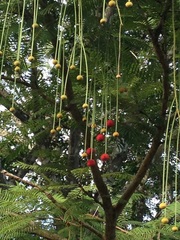 Parkia pendula