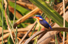 Corythornis vintsioides