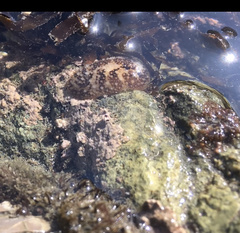 Onchidoris bilamellata