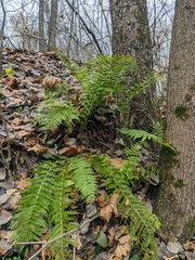 Dryopteris filix-mas