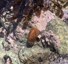 Onchidoris bilamellata