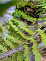 Dryopteris filix-mas