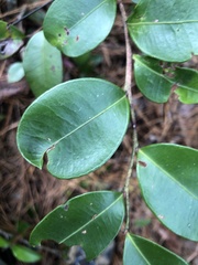 Lyonia lucida