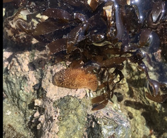 Onchidoris bilamellata