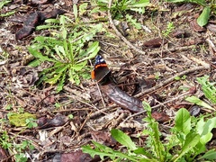 Vanessa atalanta atalanta