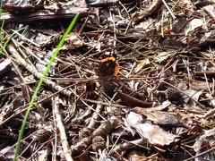 Vanessa atalanta atalanta