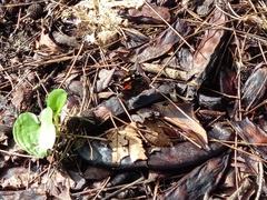 Vanessa atalanta atalanta