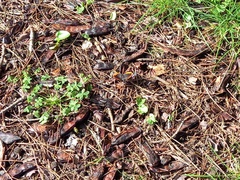 Vanessa atalanta atalanta