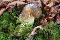 Tricholoma sejunctum