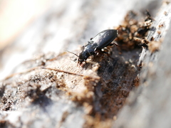 Pterostichus oblongopunctatus