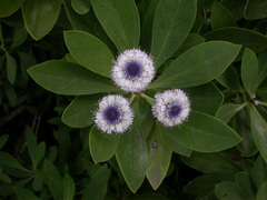 Globularia ascanii