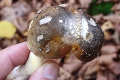 Tricholoma sejunctum