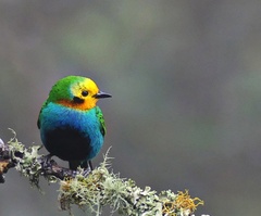 Chlorochrysa nitidissima