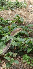 Psammophis mossambicus